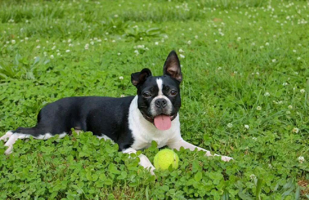 Boston Terriers