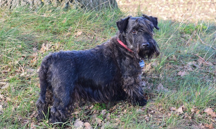 Bouvier Des Flandres breed
