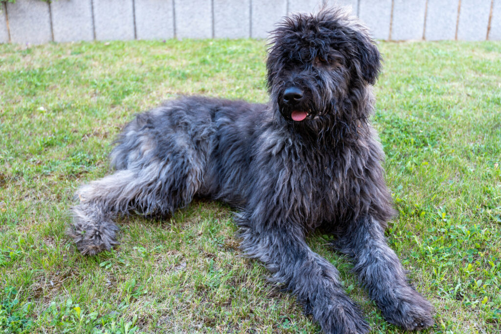 Bouvier des Flandres