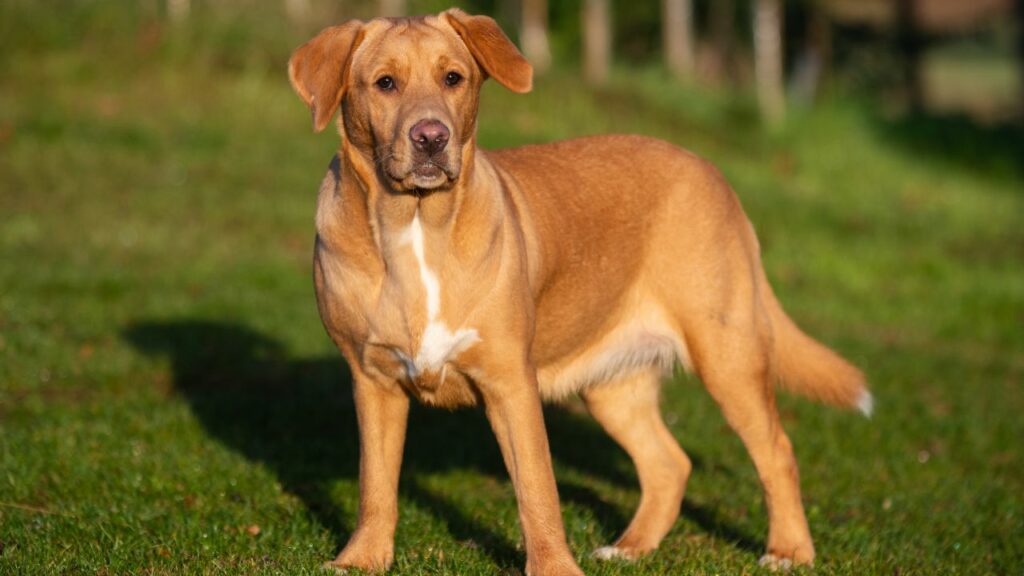 mixed breed dogs