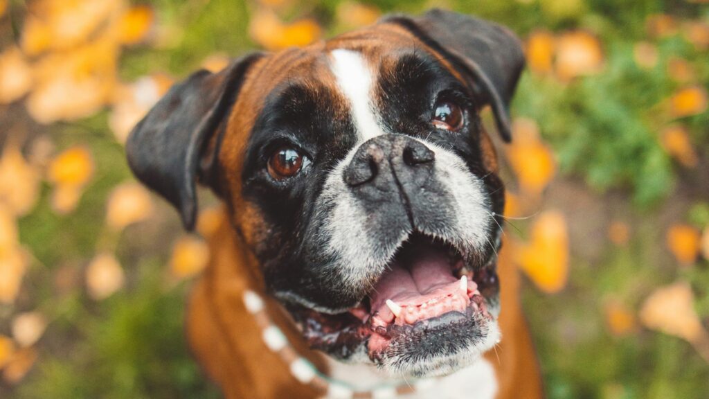 do boxer dogs have bad teeth
