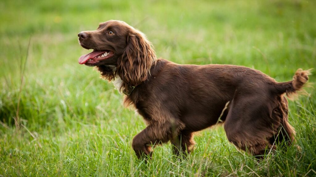 retriever dog breeds