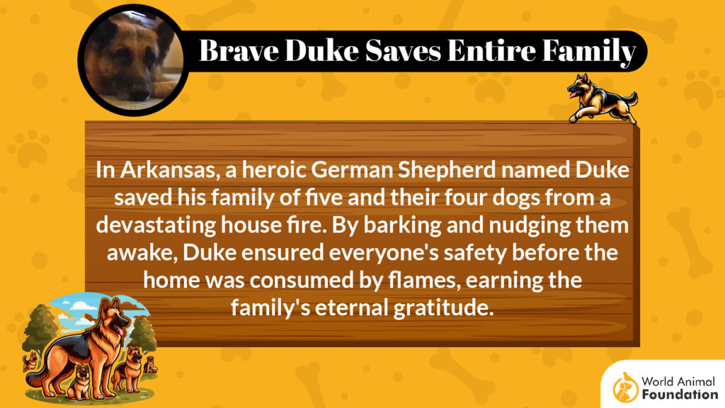 Brave Duke Saves Entire Family