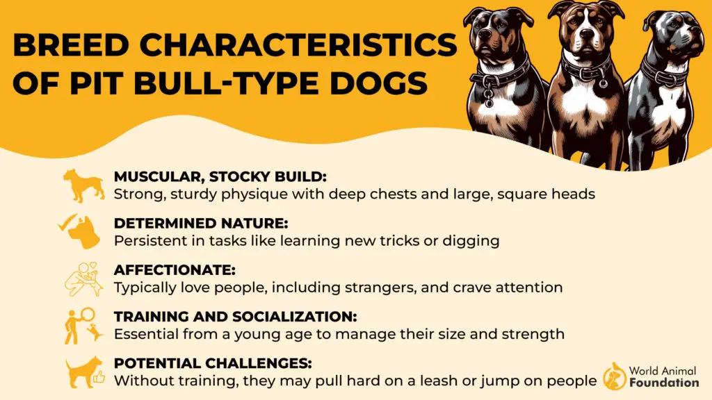 Breed Characteristics of Pit Bull Dogs