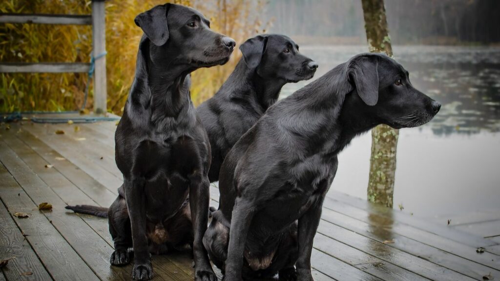 duck hunting dogs
