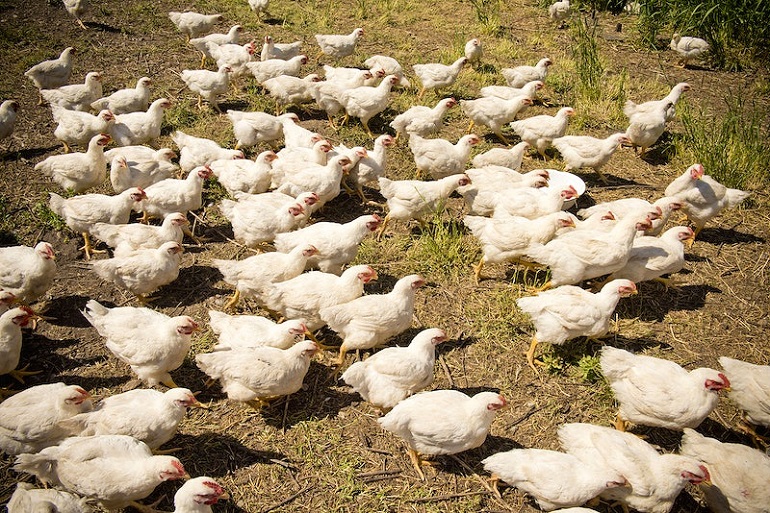 factory farmed chickens killed