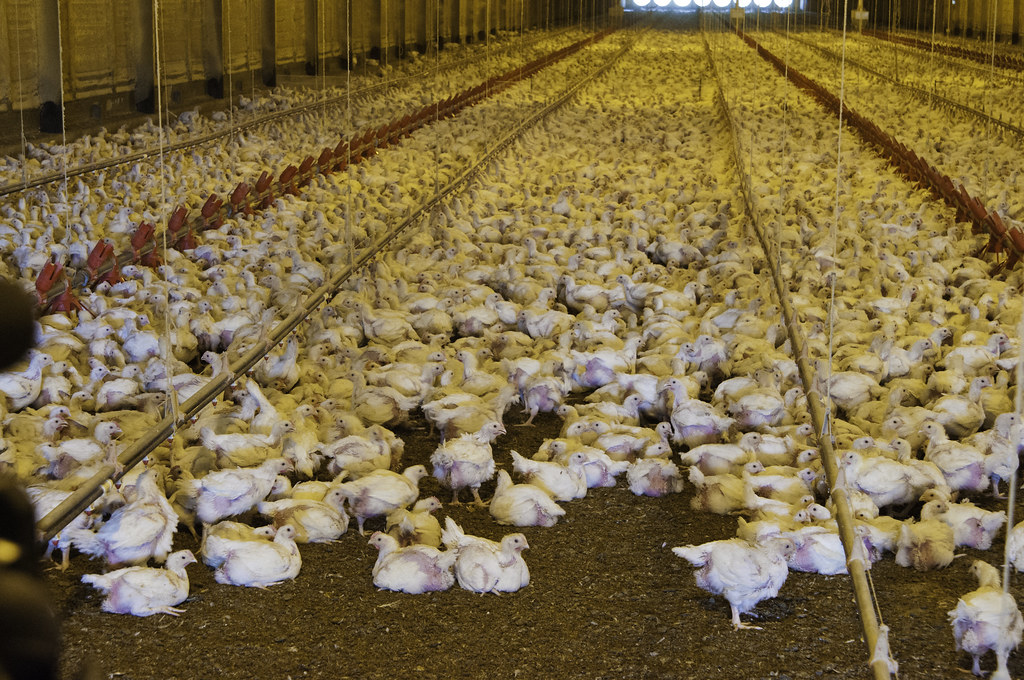 Broiler chicken production