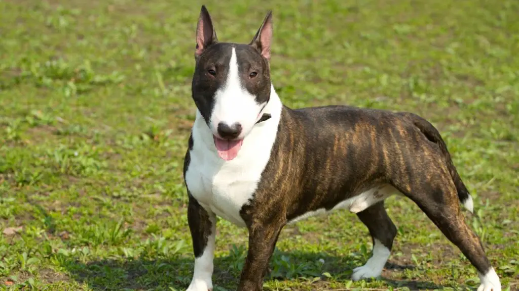 can bull terrier swim
