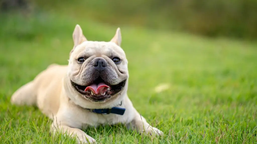 can english bulldogs swim
