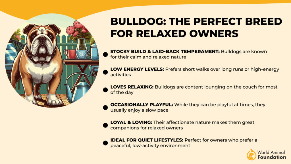 Bulldog The Perfect Breed for Relaxed Owners