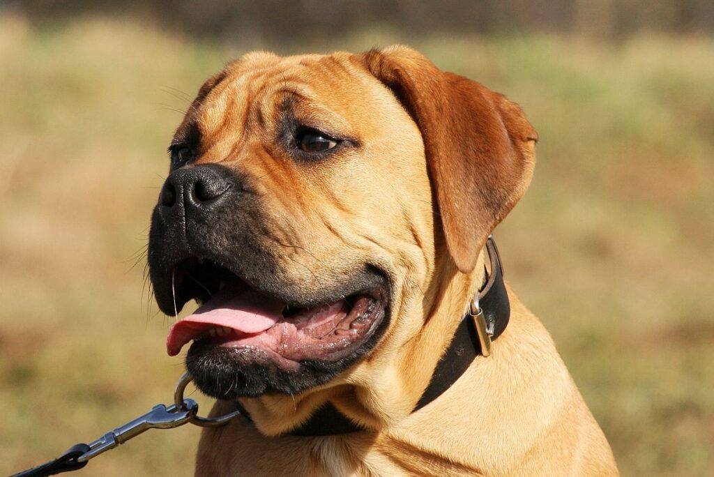 Bullmastiff 