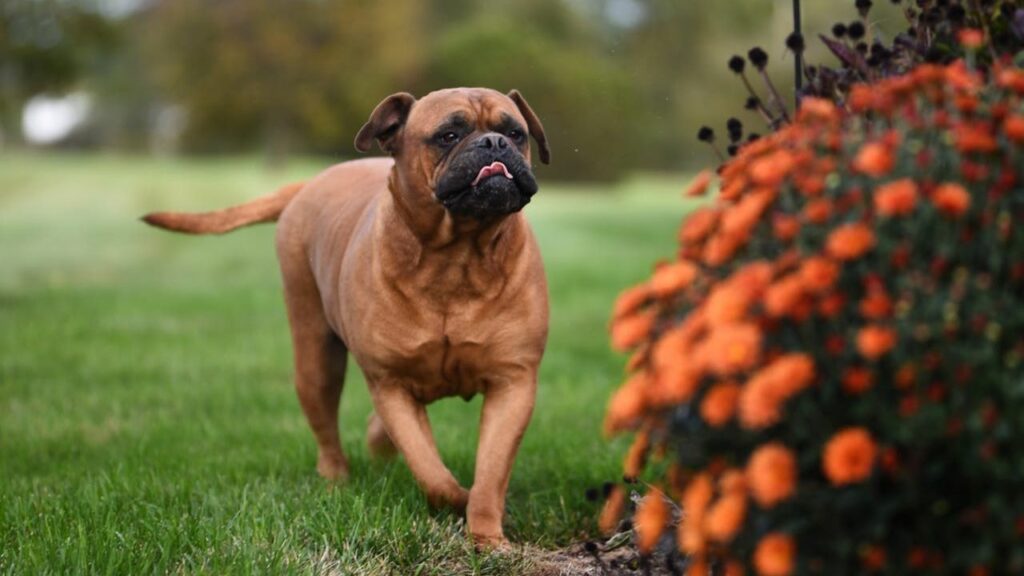 Guard Dog Breeds With the Best Sense of Danger