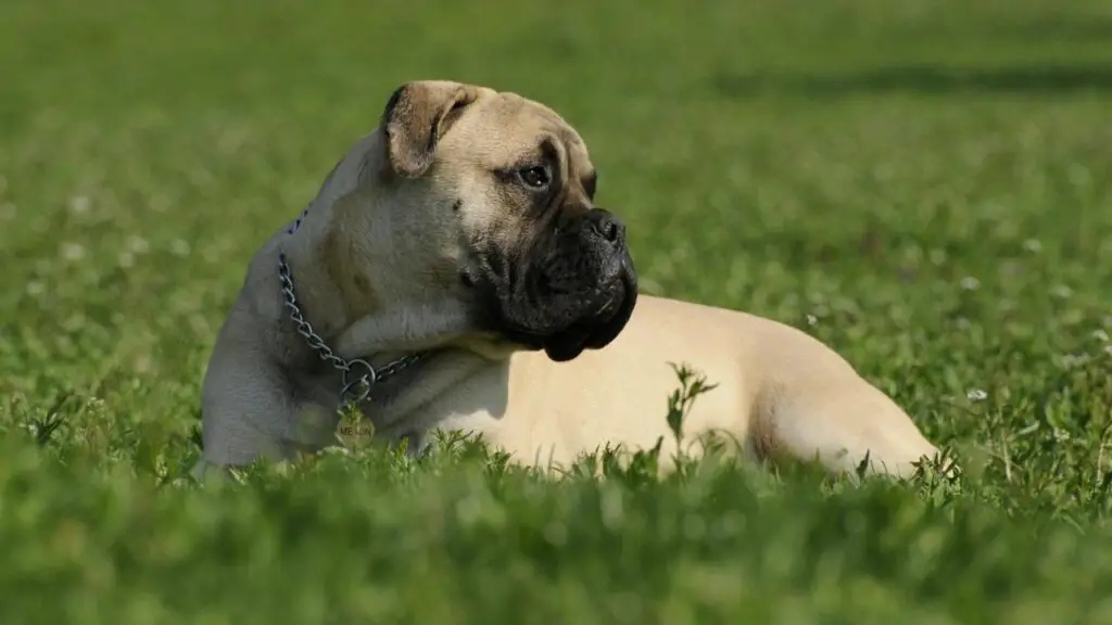 Guard Dogs who Loves Children