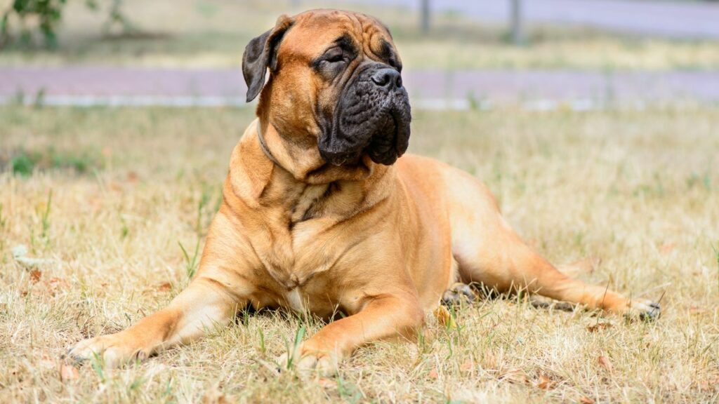 most challenging dog breeds
