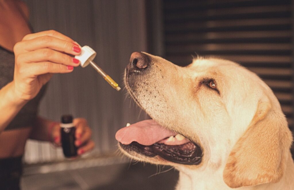 CBD Oil for Pets