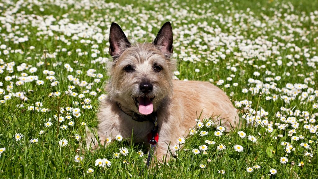 long hair terrier