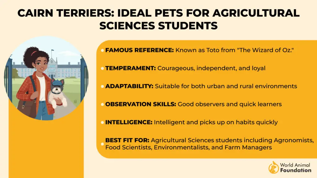 Cairn Terriers Ideal Pets for Agricultural Sciences Students