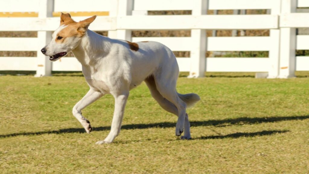 herding dog characteristics
