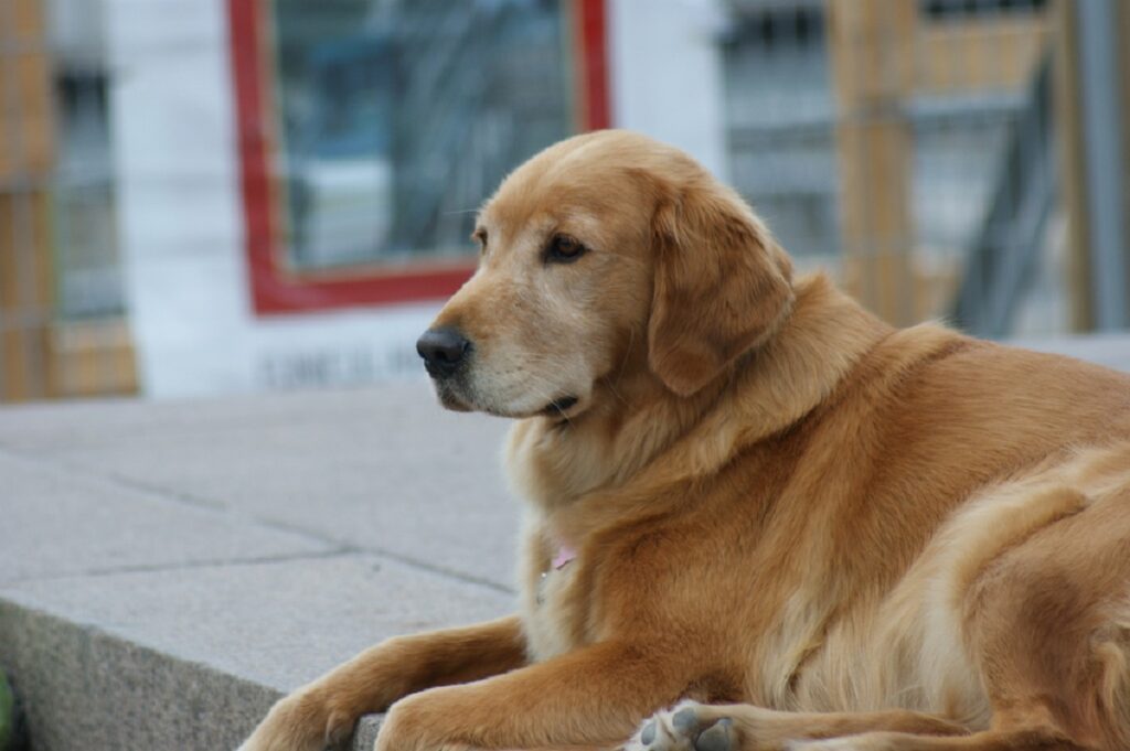 Canadian Golden Retriever