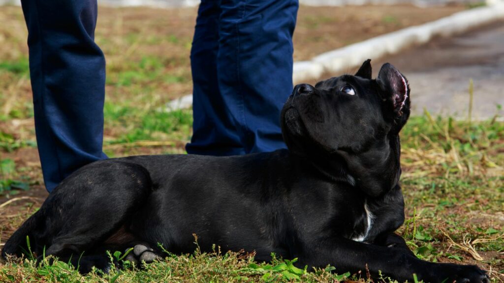 are cane corso good family dogs