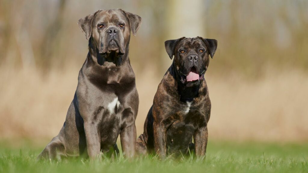 black mastiff breeds
