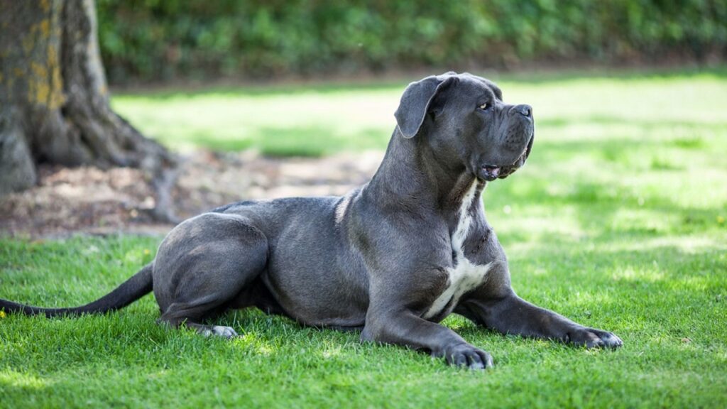 can Cane Corso Dogs  Protect us Against Hyenas