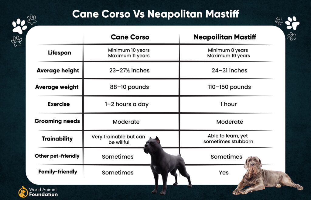 Cane Corso Vs Neapolitan Mastiff