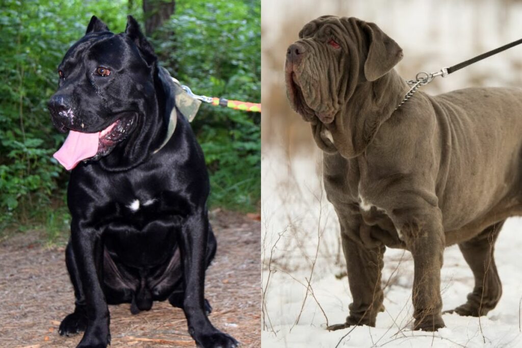 cane corso vs mastiff