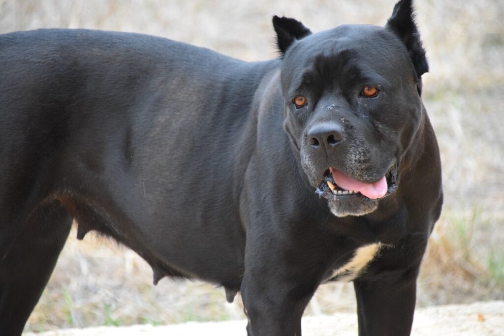 Cane Corso bite force