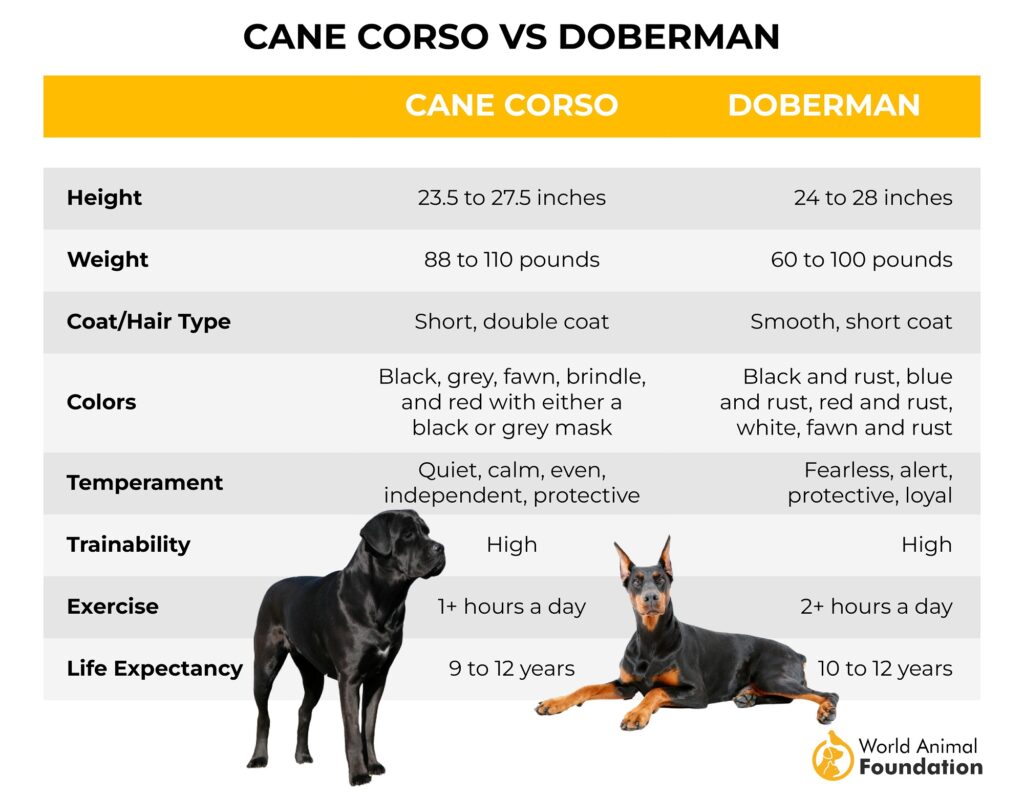 Cane Corso vs Doberman