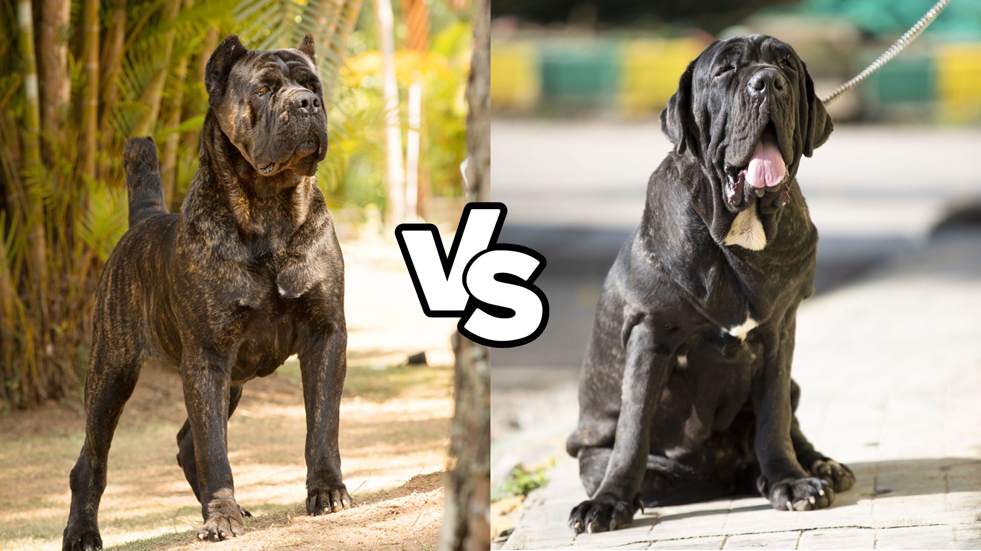 Cane Corso vs Neapolitan Mastiff 1