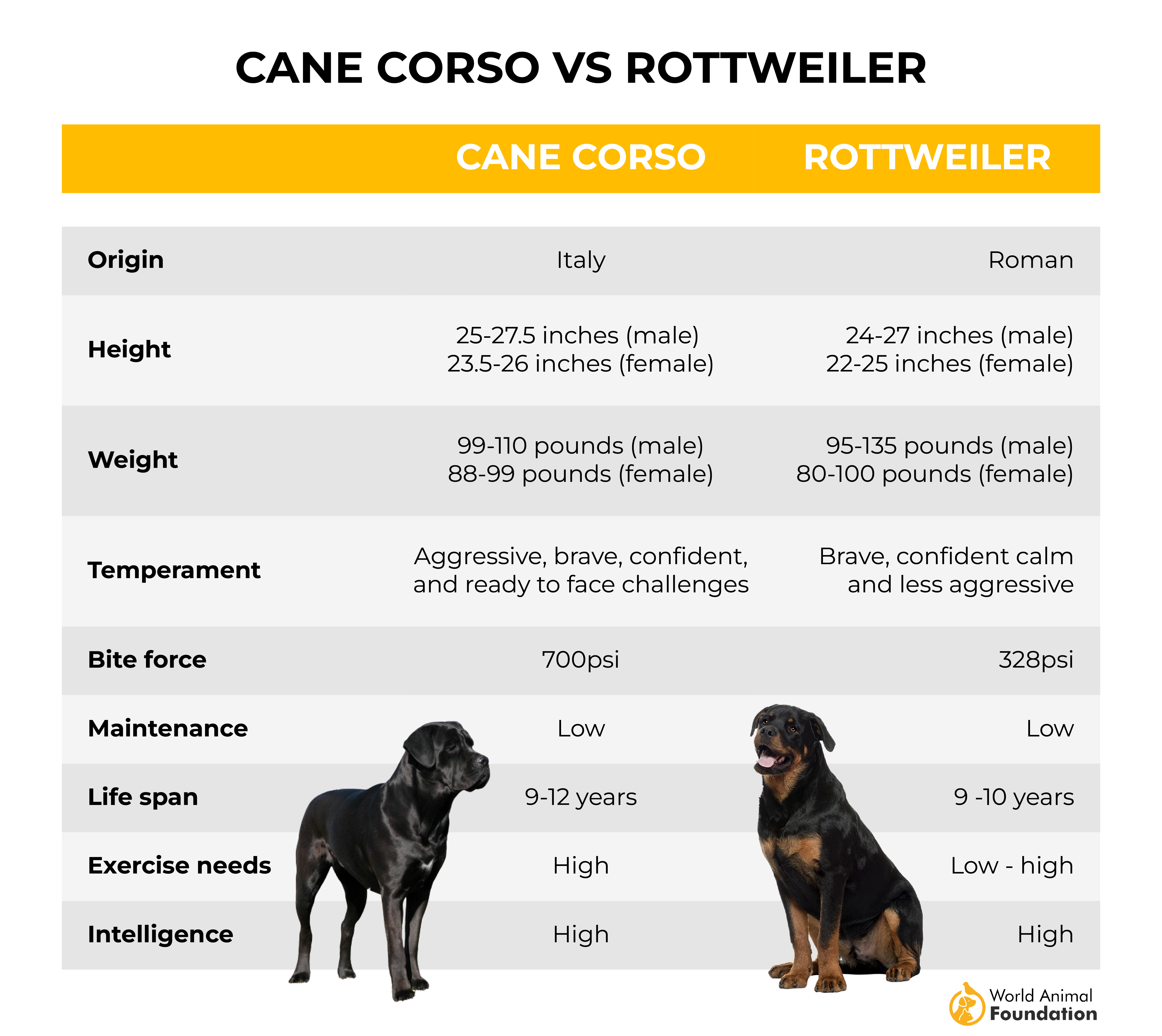 Cane Corso vs. Rottweiler