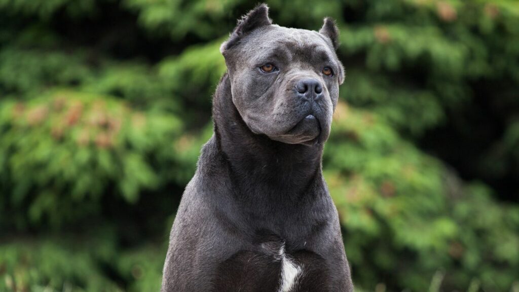 how big can a cane corso get