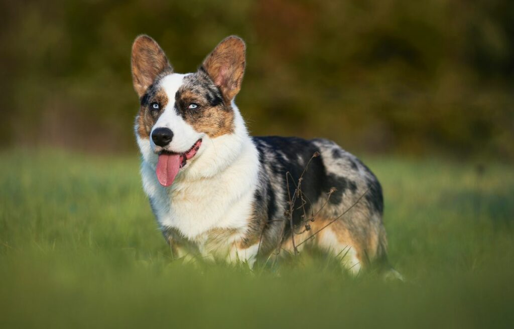 multicolored dog
