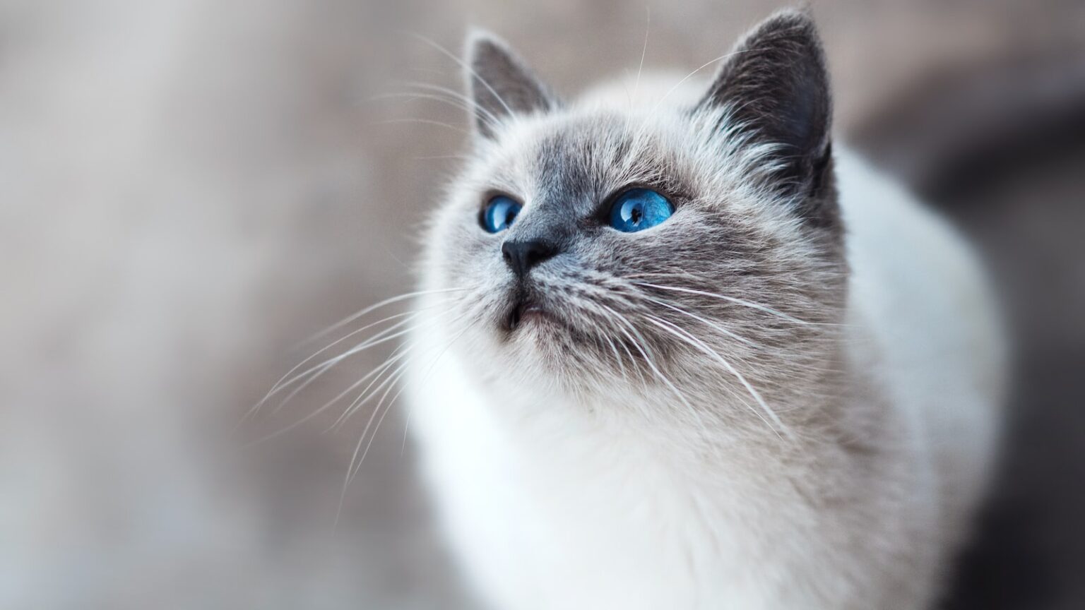 50 Cat Names Aristocats: A Purr-fect Guide To Choosing The Right Names