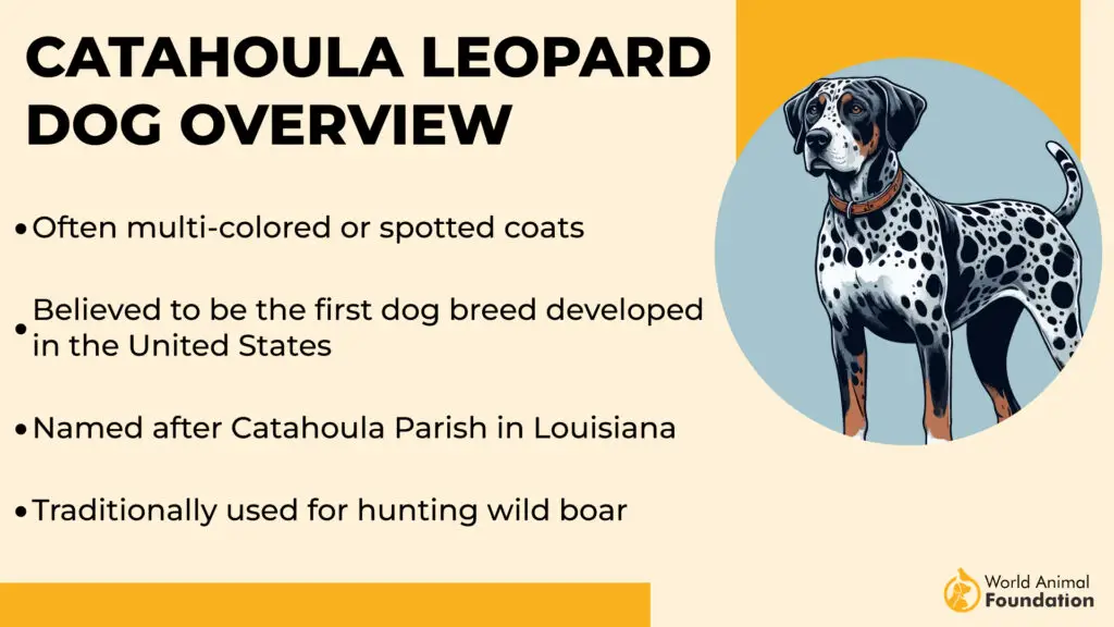 Catahoula Leopard Dog Overview