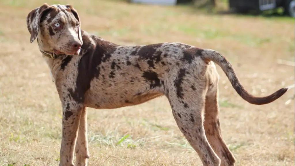 hypoallergenic guard dogs
