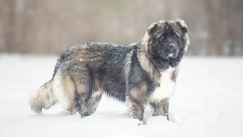 dogs that can beat a wolf
