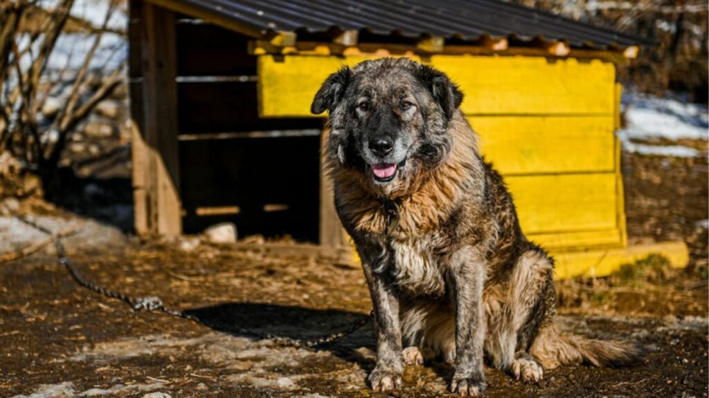 large Guard Dogs