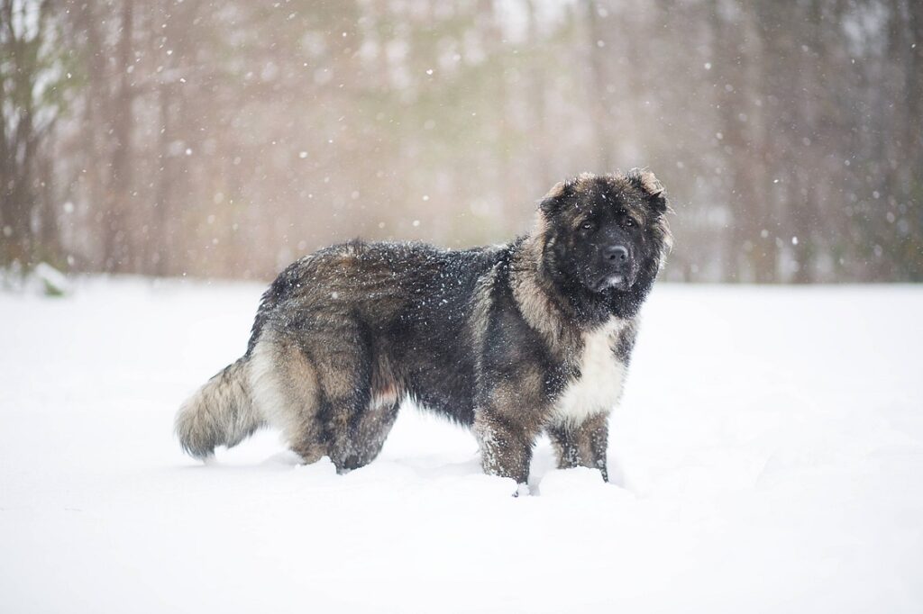 large sheep dogs
