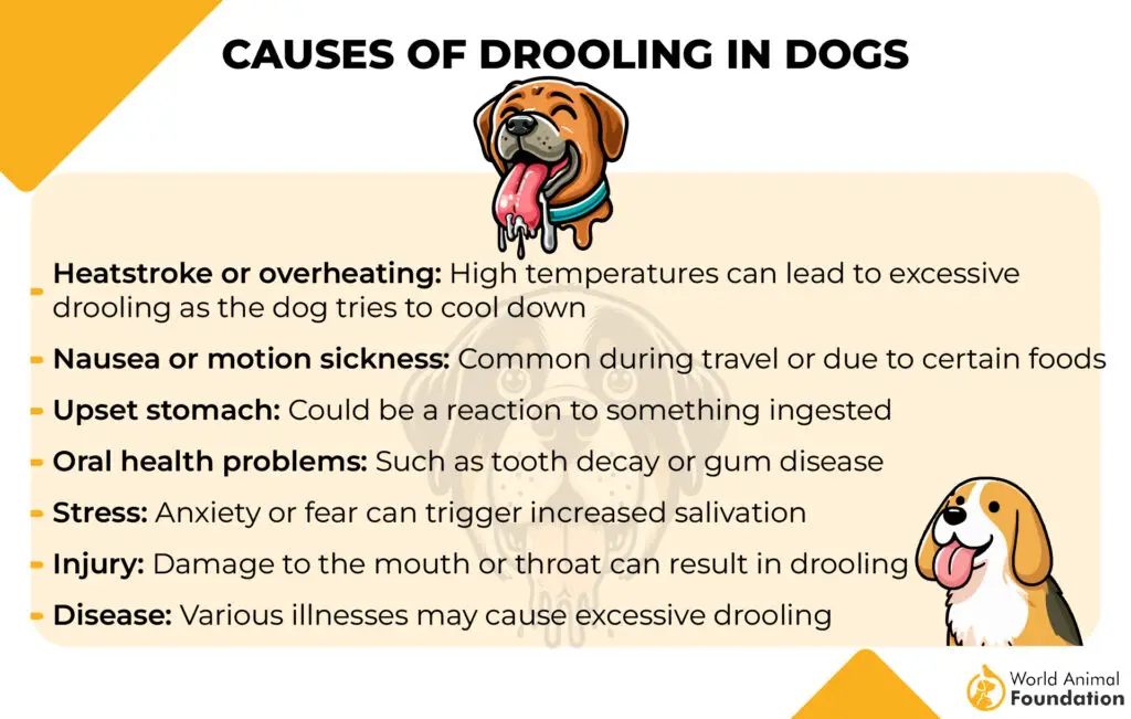 Causes of Drooling in Dogs