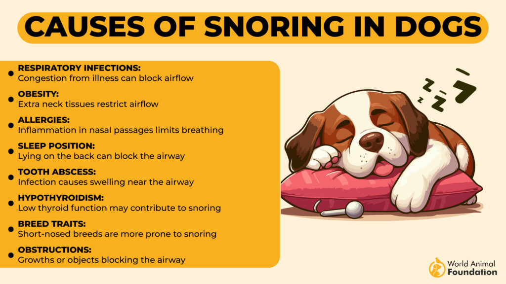 Causes of Snoring in Dogs