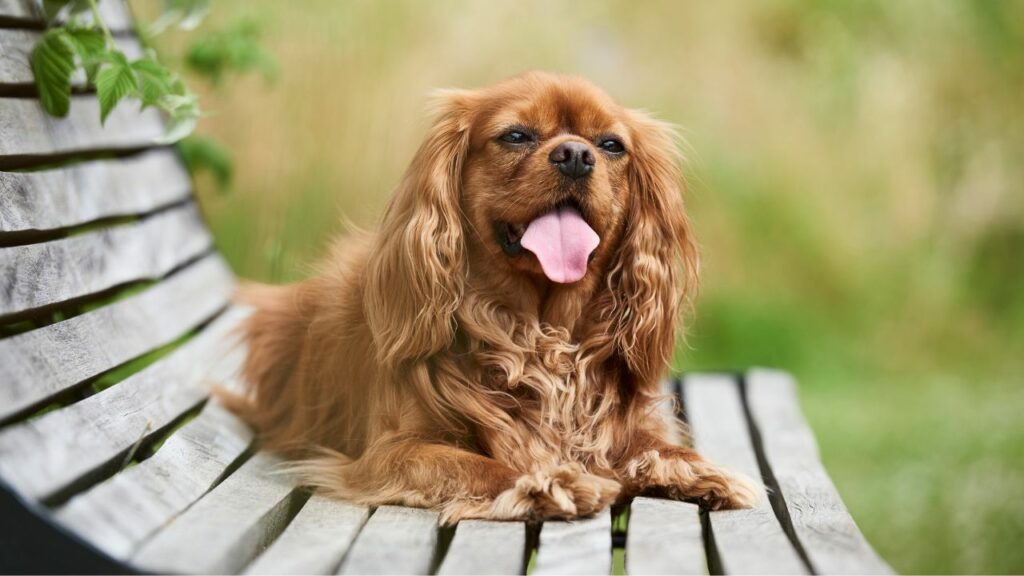 15 most gentle dog breeds
