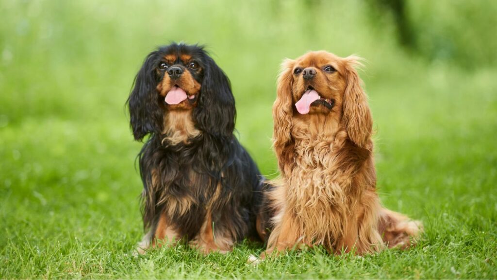 best house dog breeds