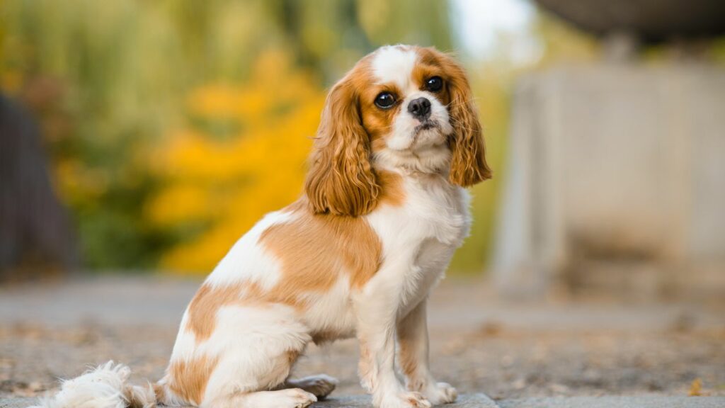 best dog breeds