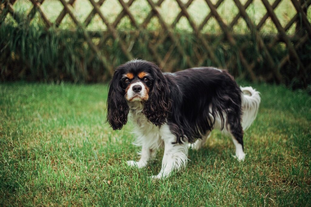 floppy ear dog breeds
