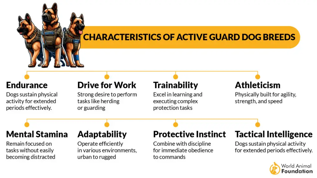 Characteristics of Active Guard Dog Breeds 01