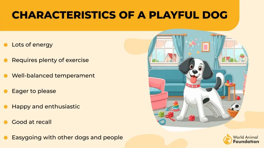 Characteristics of a Playful Dog