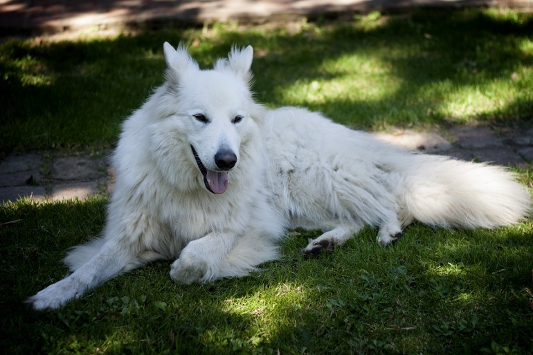 german shepherd white