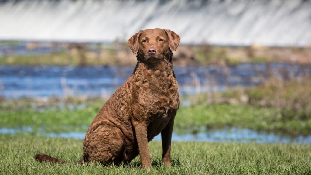 retriever dog